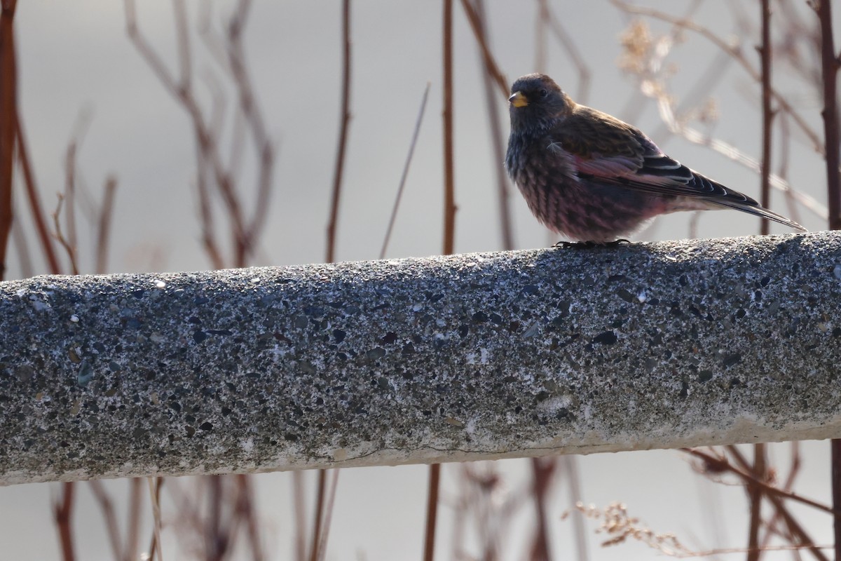 Asian Rosy-Finch - ML647398877
