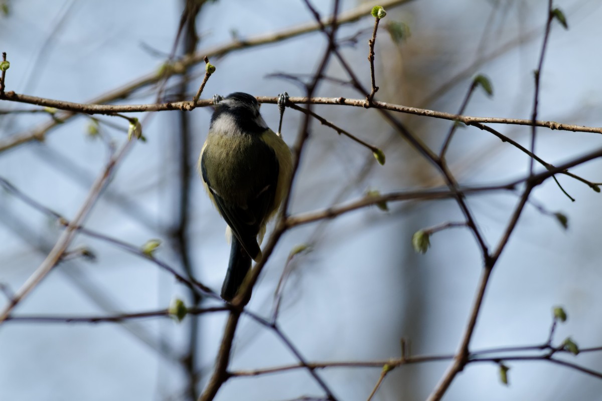 Eurasian Blue Tit - ML647398878