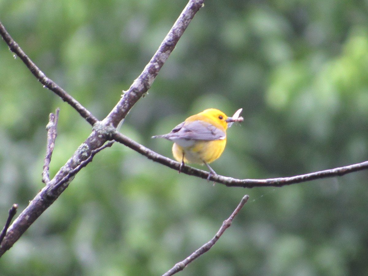 Prothonotary Warbler - ML647398879