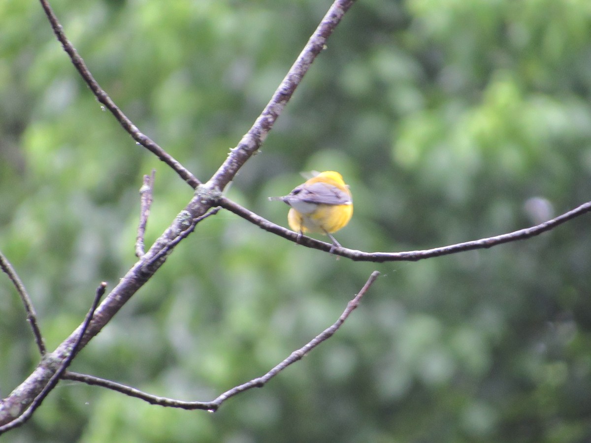 Prothonotary Warbler - ML647398880