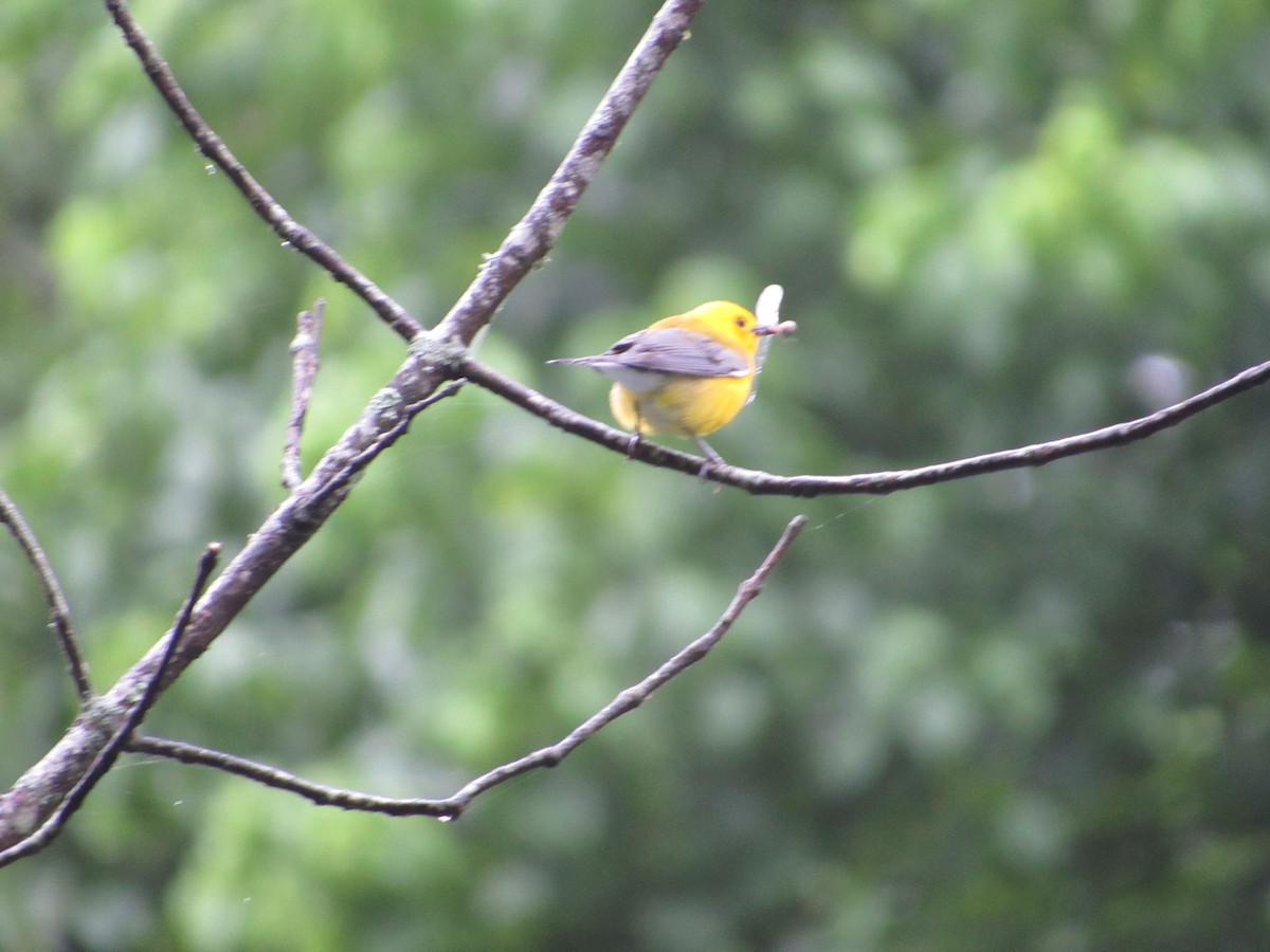 Prothonotary Warbler - ML647398881