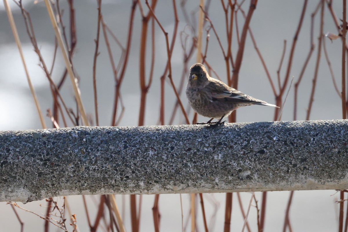 Asian Rosy-Finch - ML647398883
