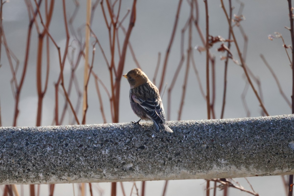 Asian Rosy-Finch - ML647398884