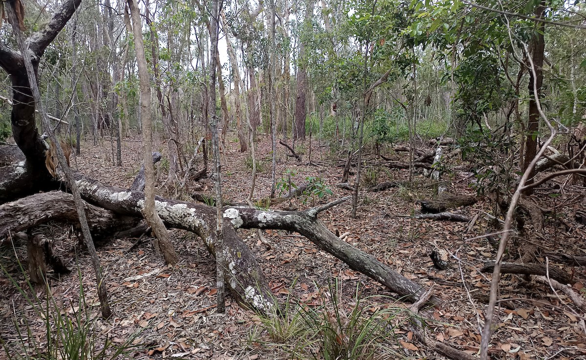 Chotacabras Bigotudo - ML647398886