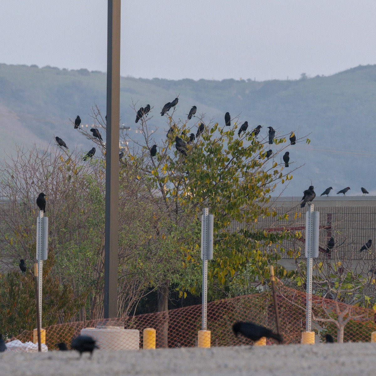 American Crow - ML647398895