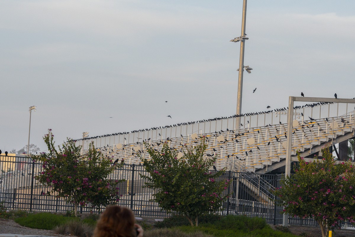 American Crow - ML647398896