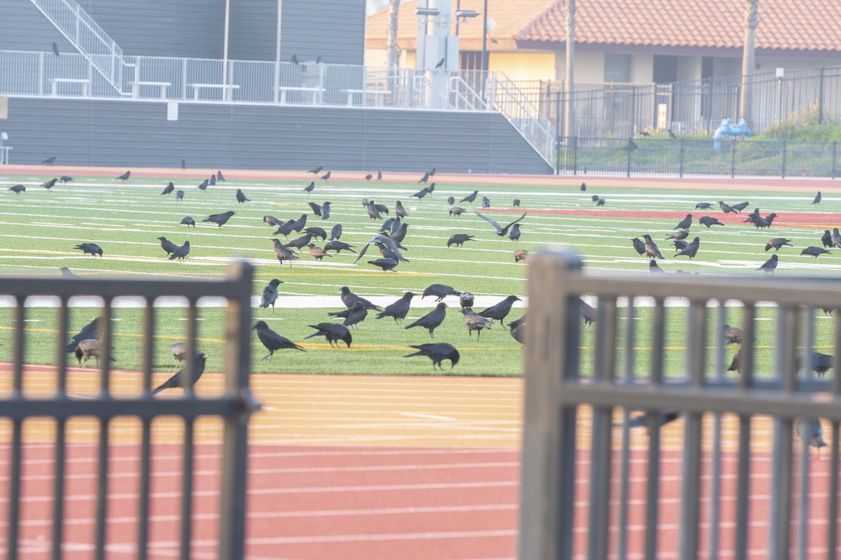 American Crow - ML647398898