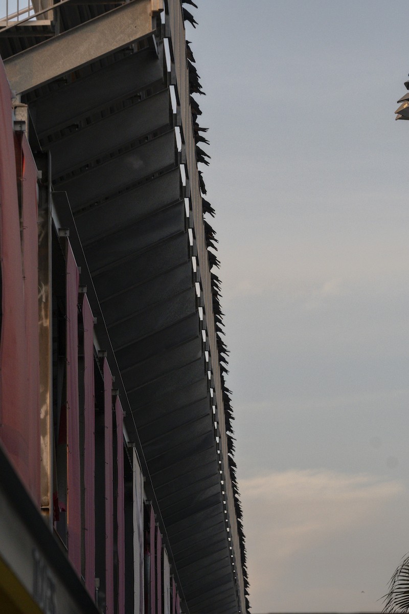 American Crow - ML647398899