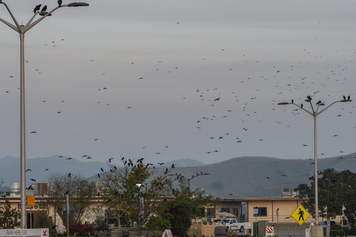 American Crow - ML647398901