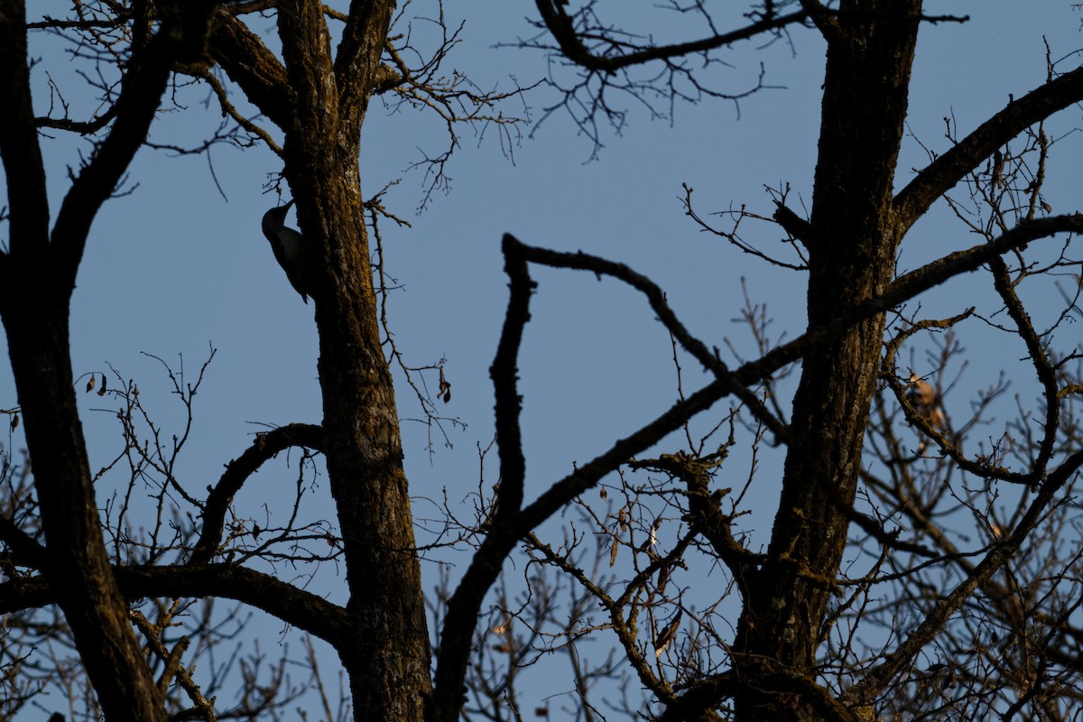Eurasian Green Woodpecker - ML647398902