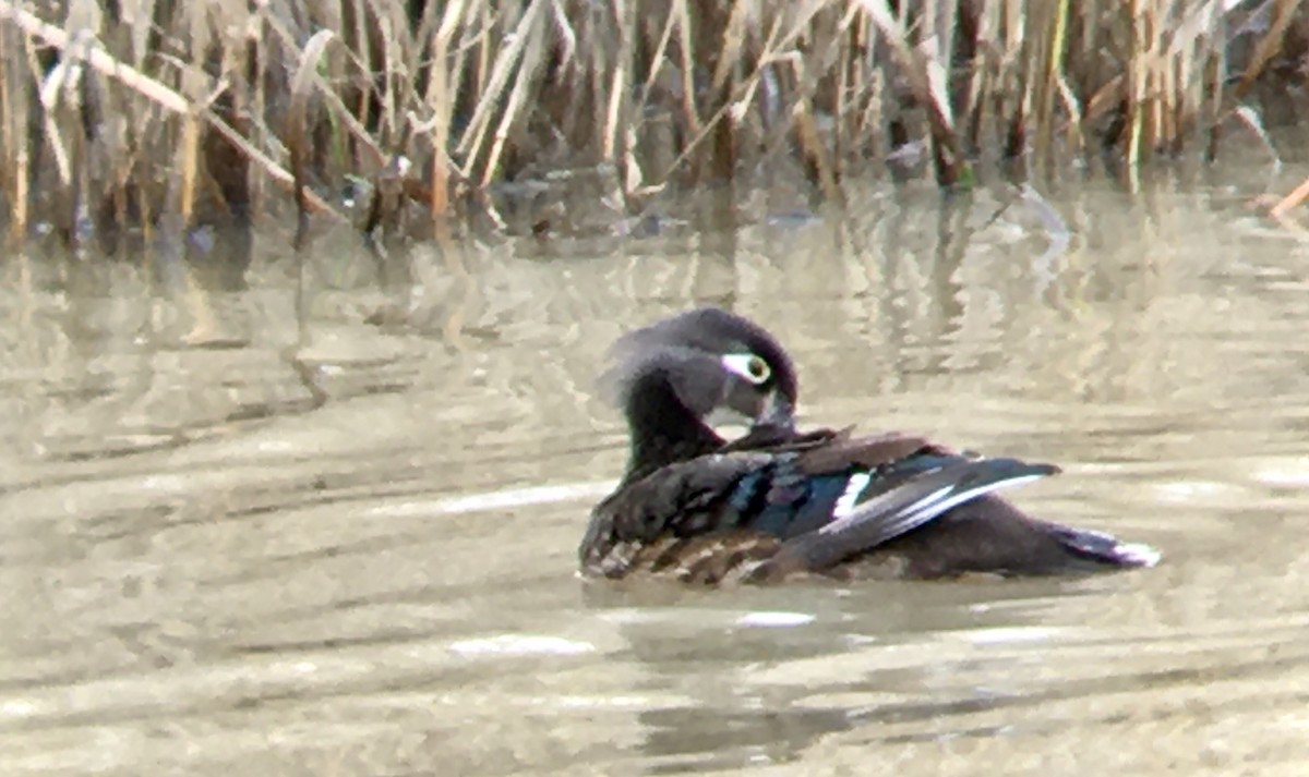 Wood Duck - ML647398904