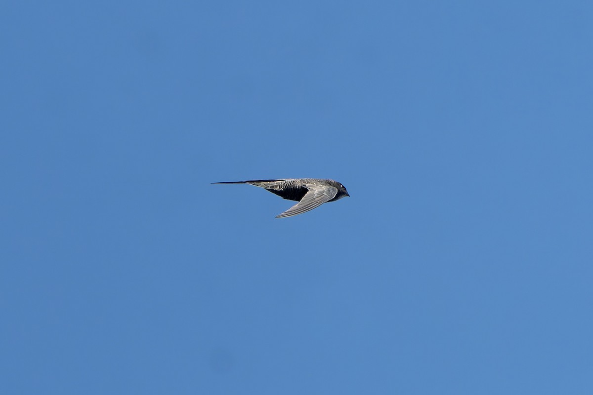 African Swift (African) - ML647398905