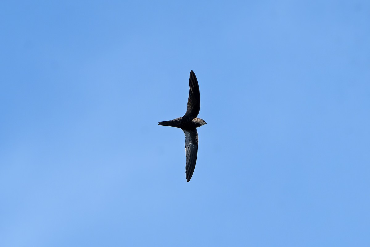 African Swift (African) - ML647398906