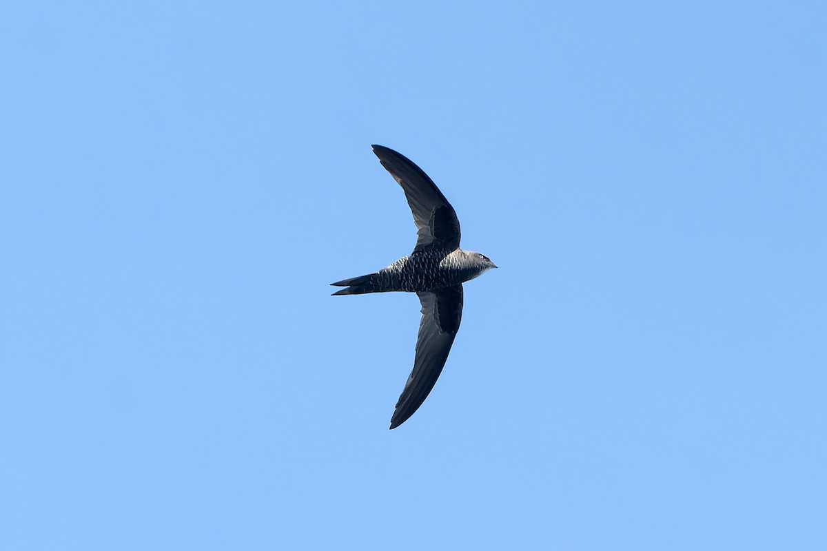 African Swift (African) - ML647398907