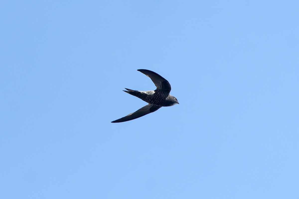 African Swift (African) - ML647398908