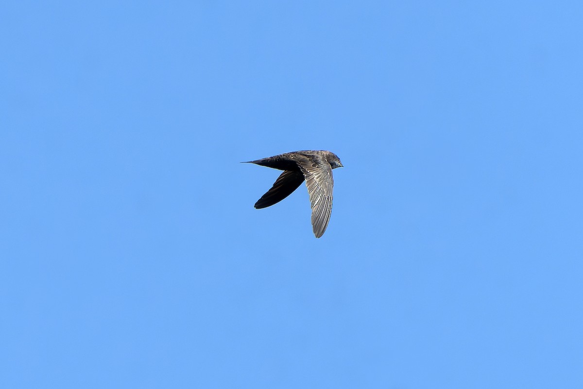 African Swift (African) - ML647398909