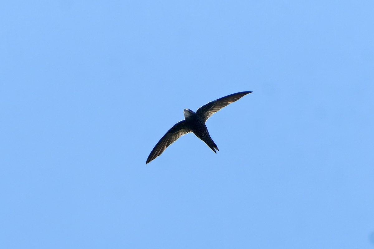 African Swift (African) - ML647398911