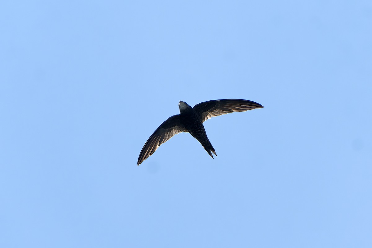African Swift (African) - ML647398912