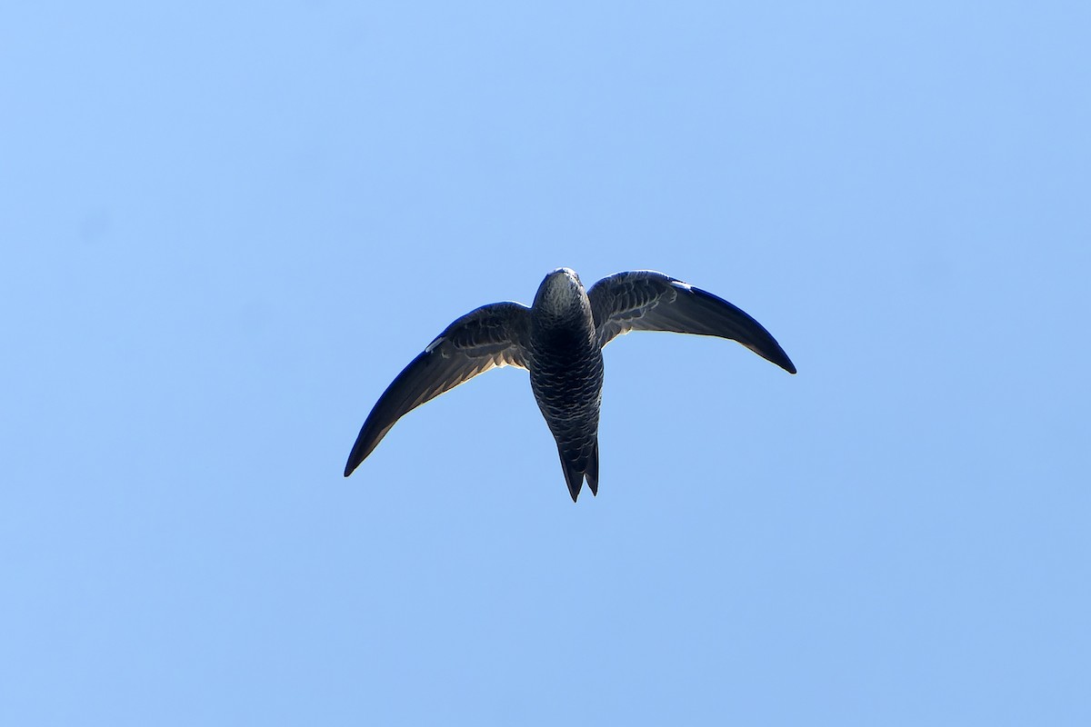African Swift (African) - ML647398913