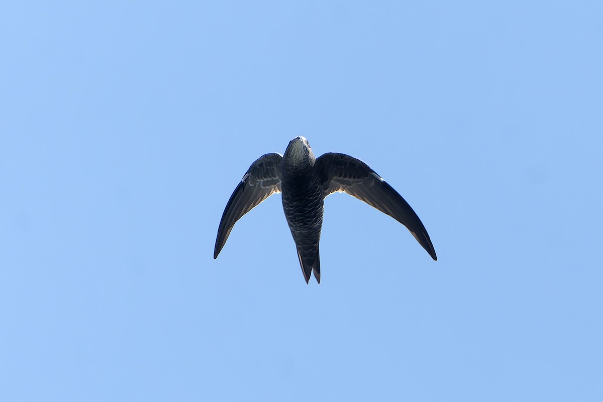 African Swift (African) - ML647398914