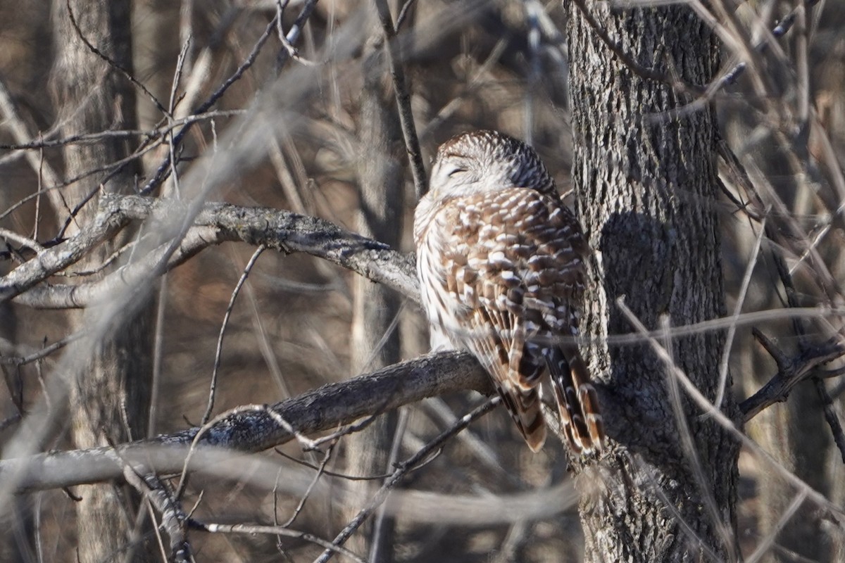 Barred Owl - ML647398916