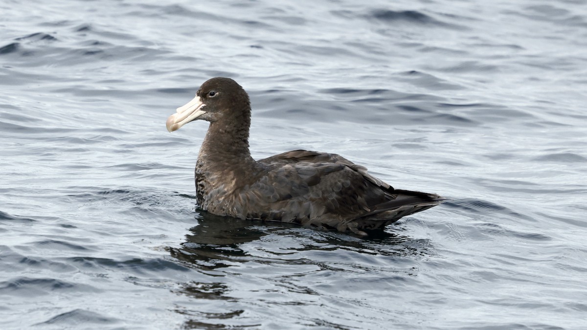 Northern Giant-Petrel - ML647398917