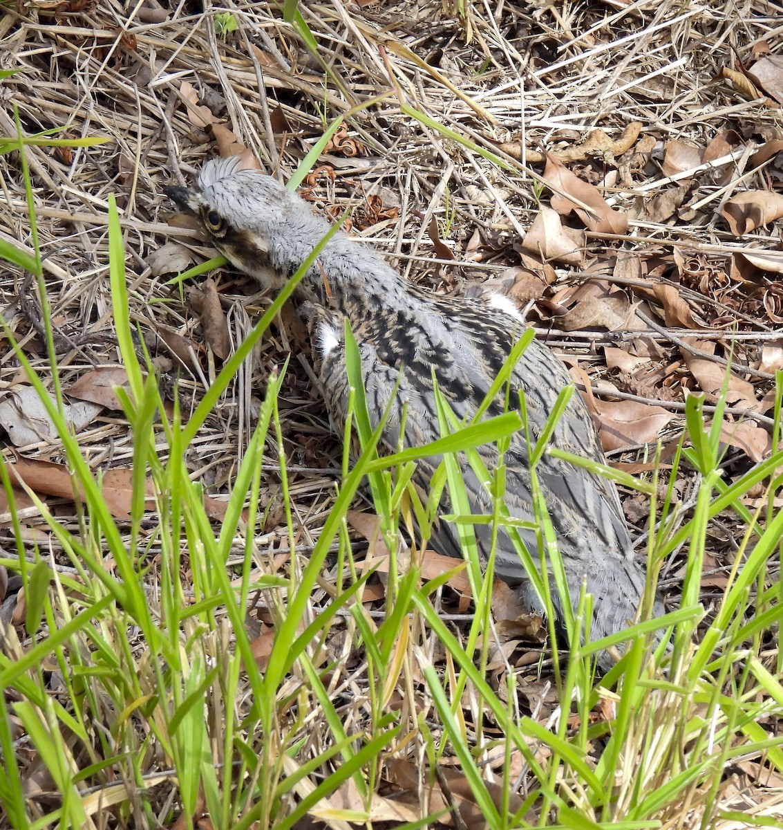Bush Thick-knee - ML647398920