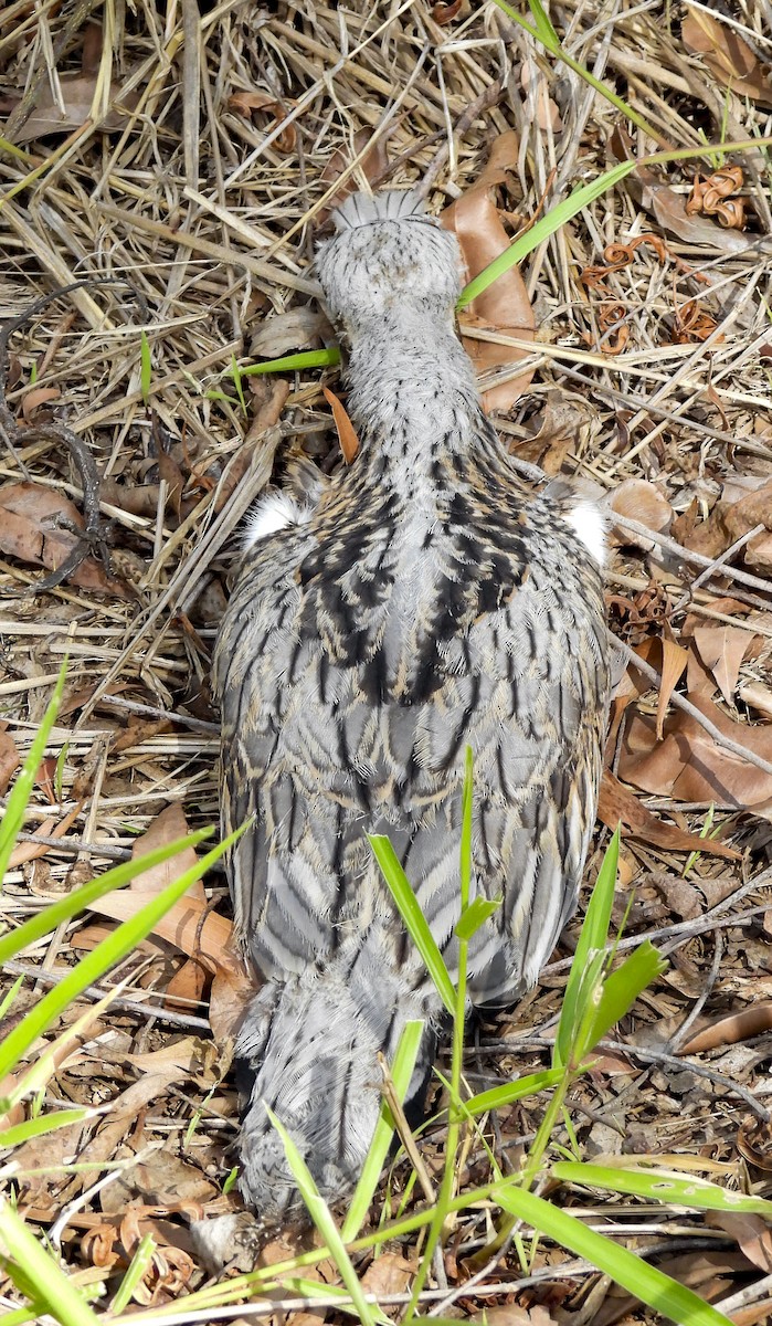 Bush Thick-knee - ML647398921