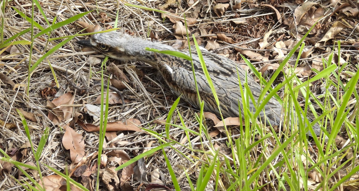 Bush Thick-knee - ML647398922
