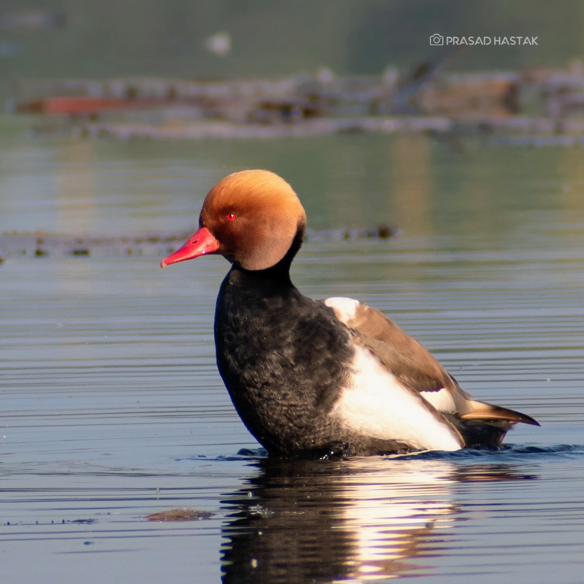 Red-crested Pochard - ML647398923
