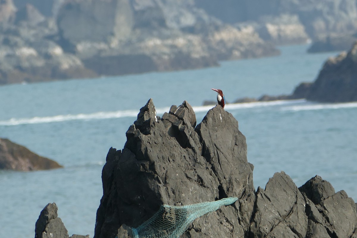 White-throated Kingfisher - ML647398924