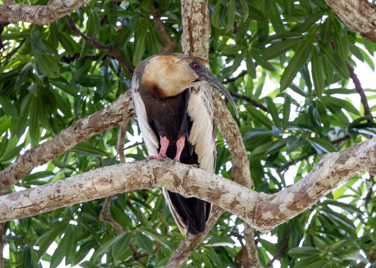 Buff-necked Ibis - ML647398925