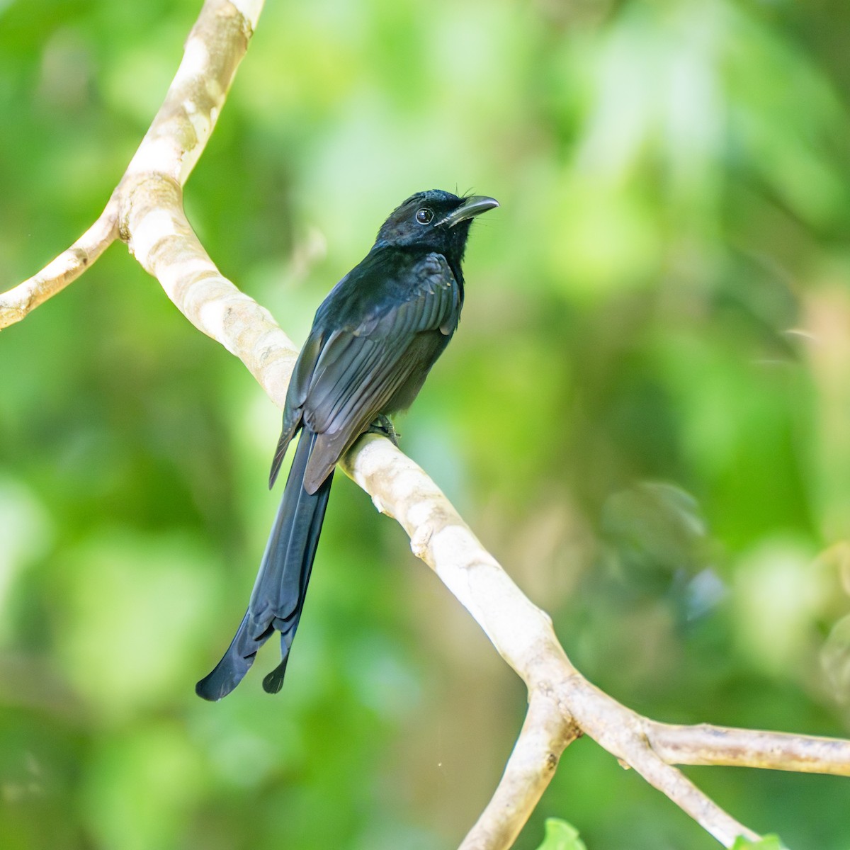 Andaman Drongo - ML647398926