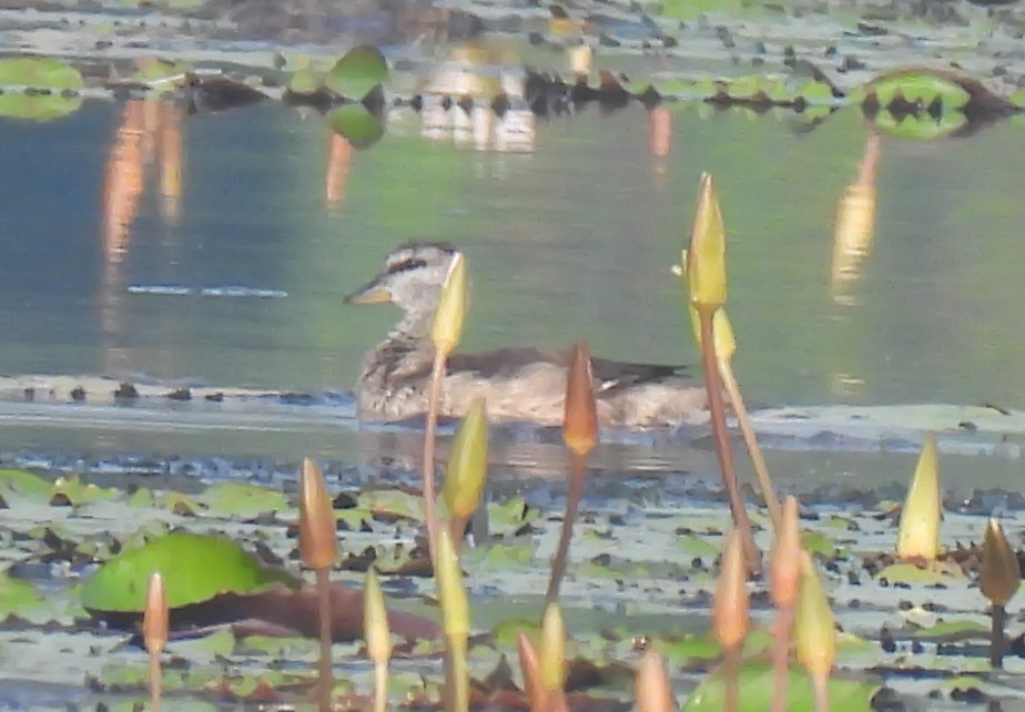 Cotton Pygmy-Goose - ML647398927
