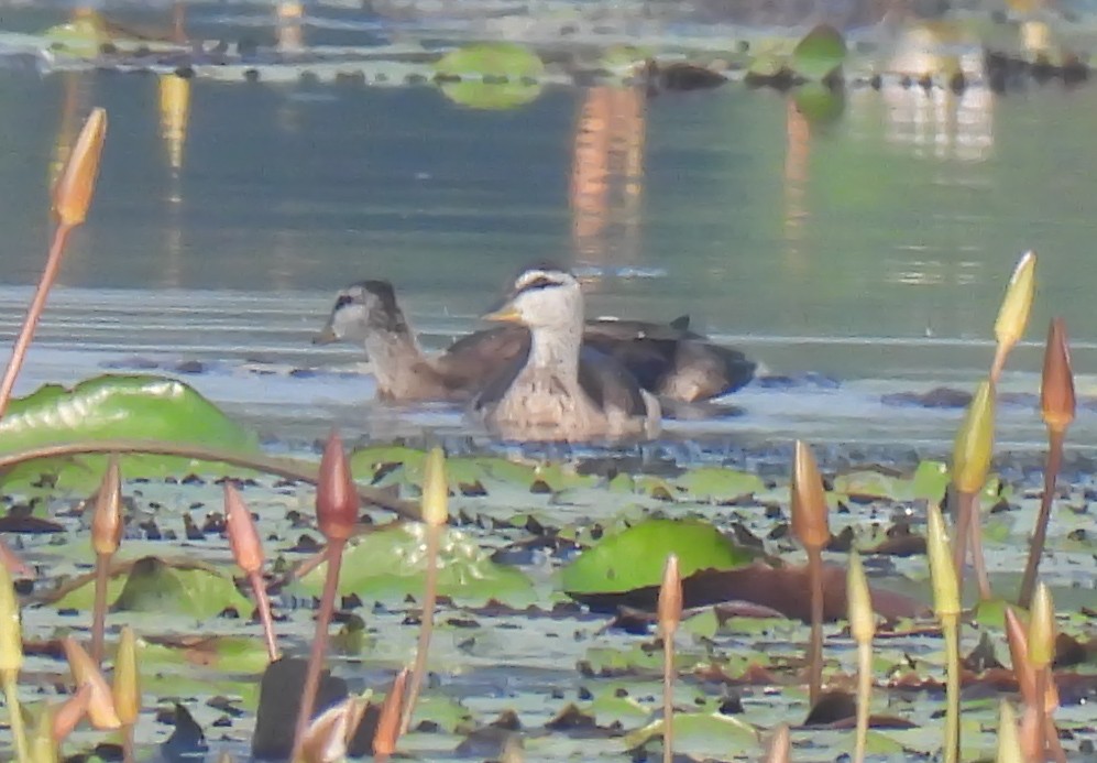 Cotton Pygmy-Goose - ML647398928