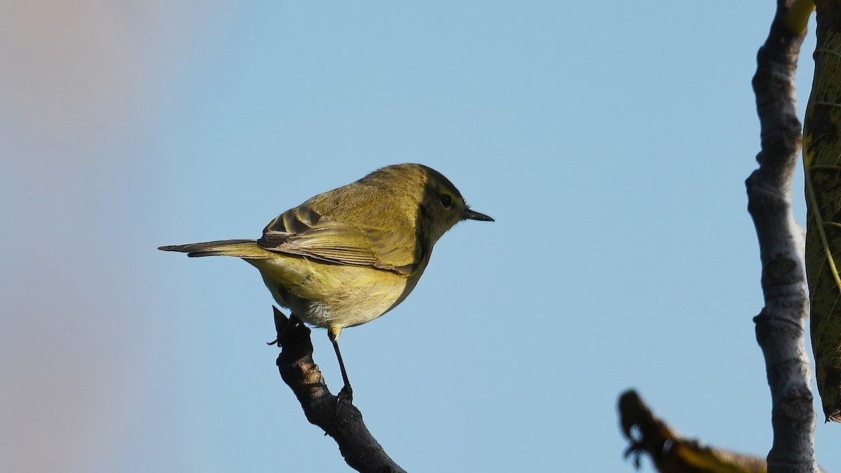 Common Chiffchaff - ML647398930