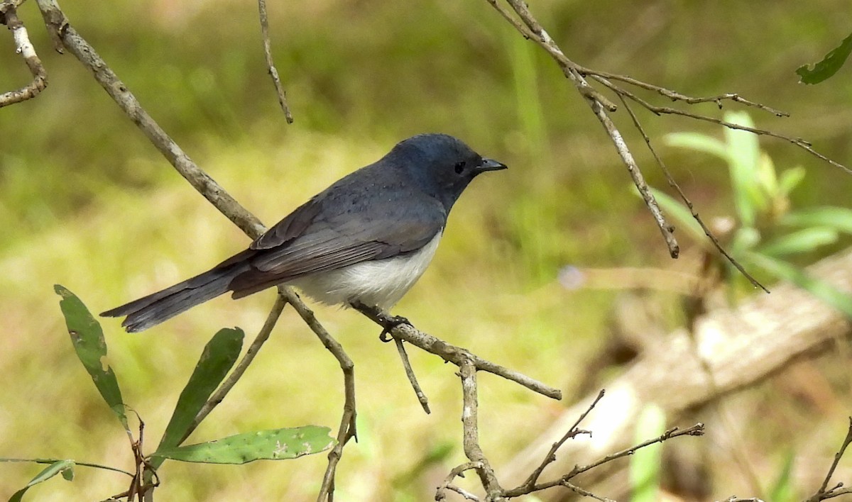 Leaden Flycatcher - ML647398937