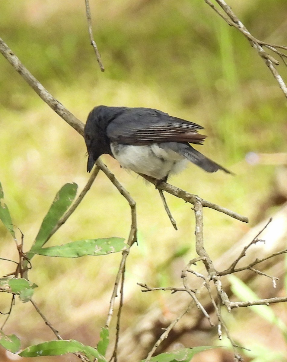 Leaden Flycatcher - ML647398938
