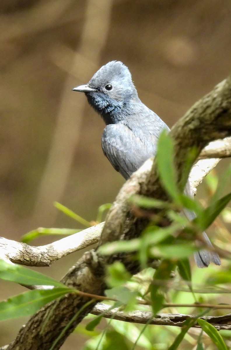 Leaden Flycatcher - ML647398939