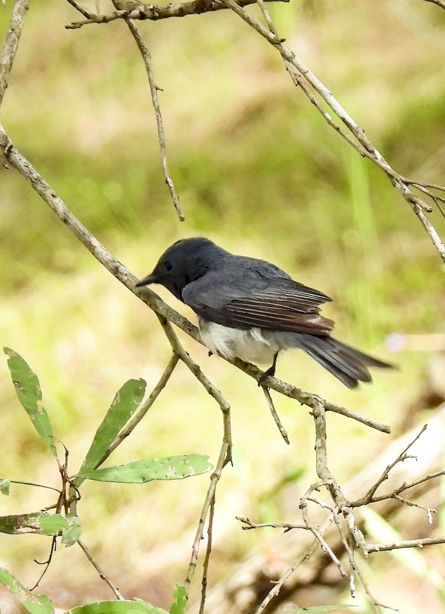 Leaden Flycatcher - ML647398940
