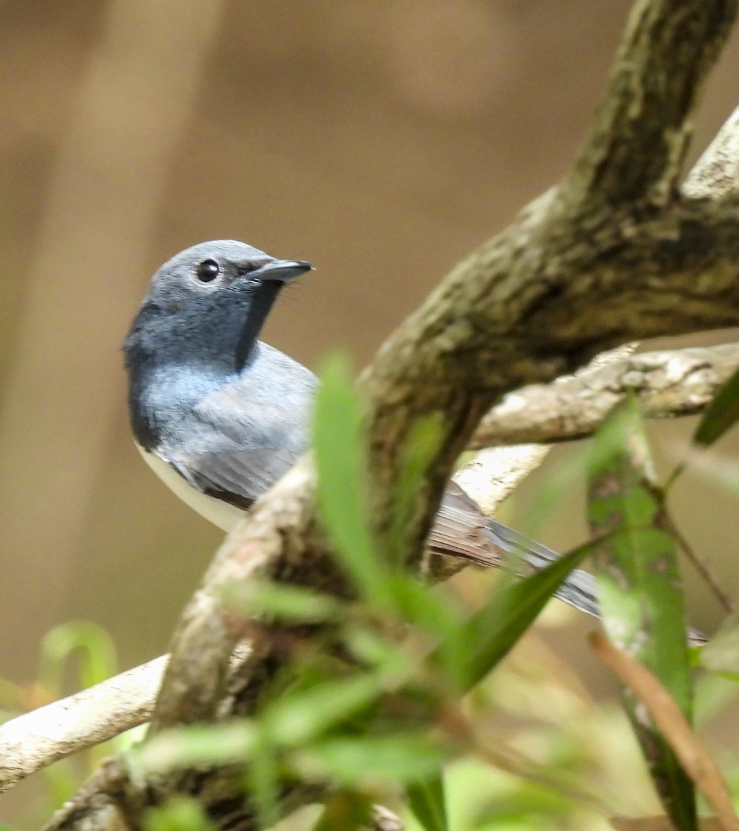 Leaden Flycatcher - ML647398941
