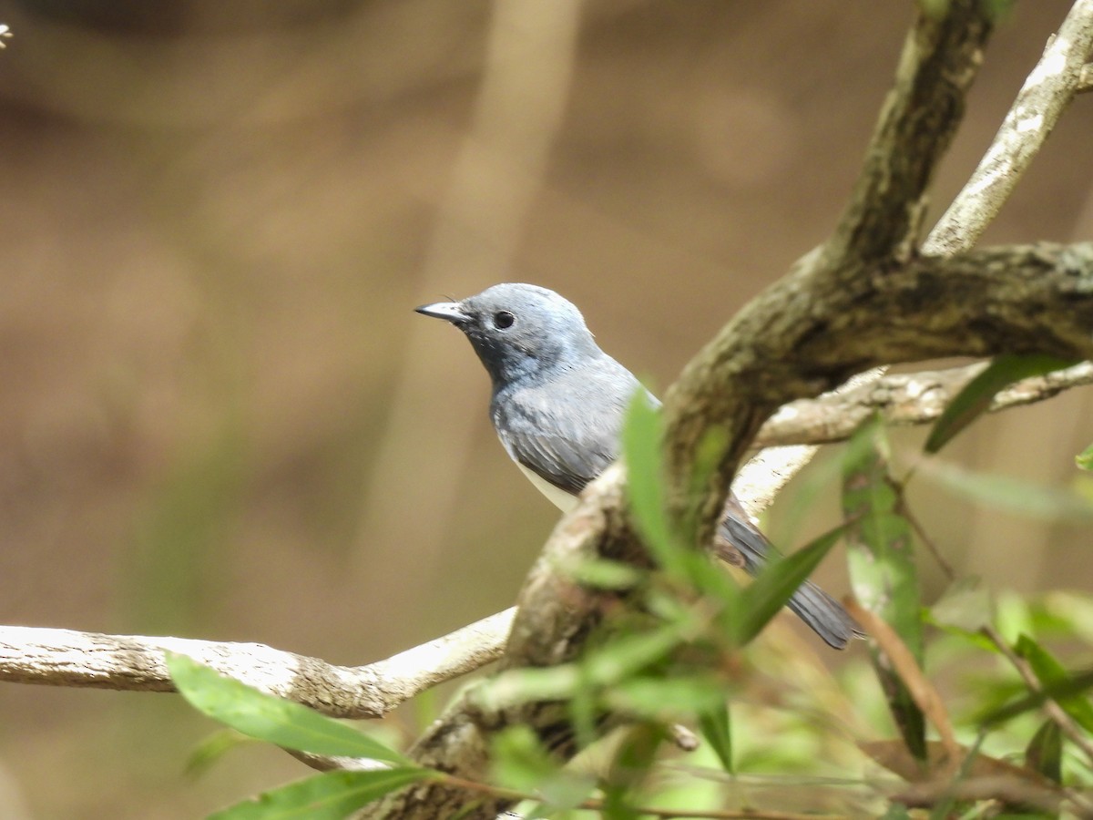 Leaden Flycatcher - ML647398942