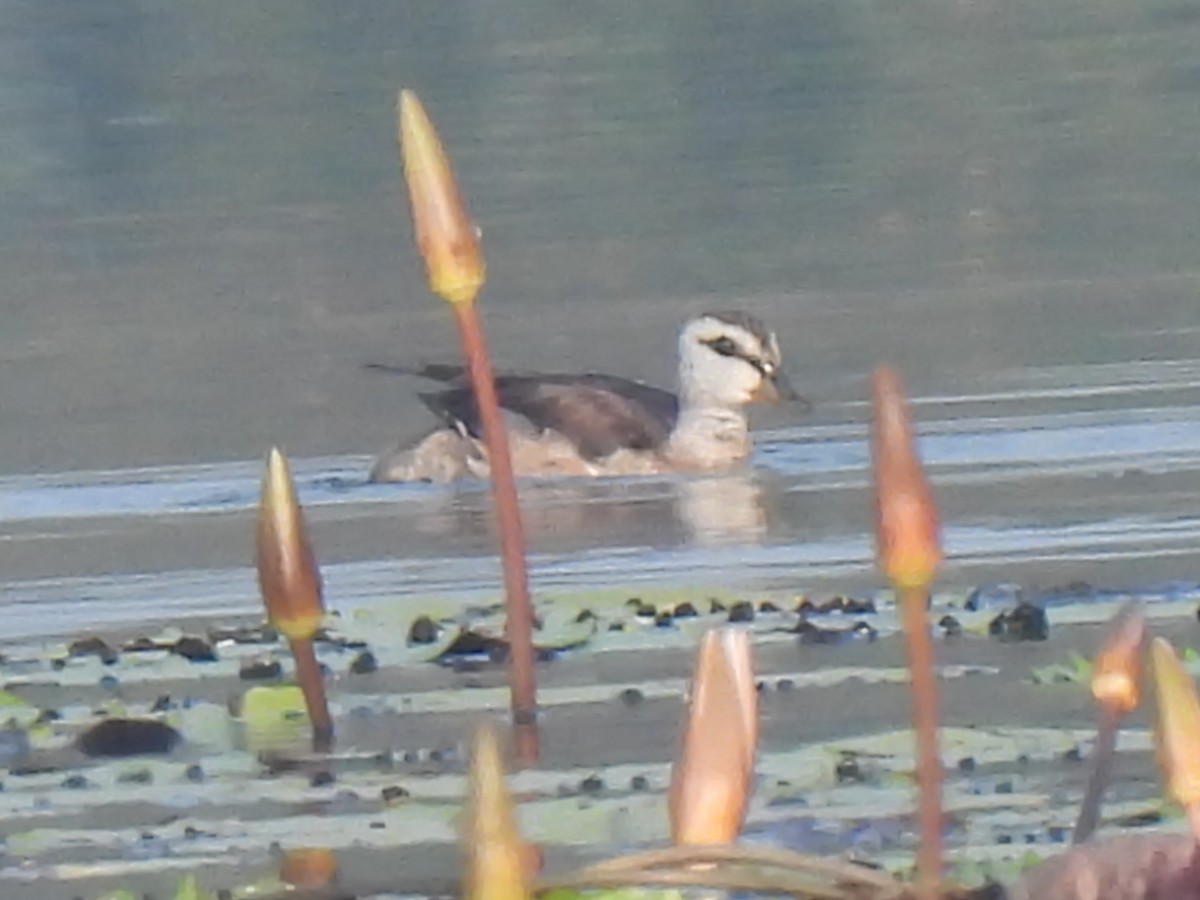 Cotton Pygmy-Goose - ML647398952