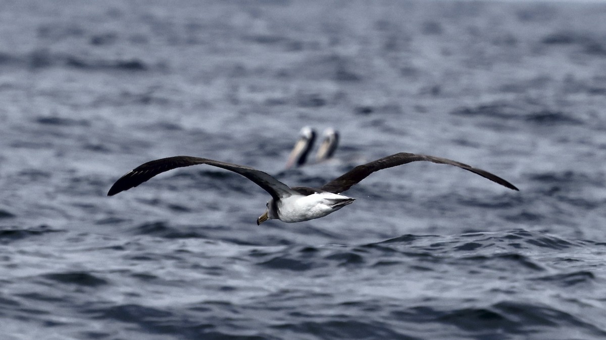 Albatros de las Chatham - ML647398955