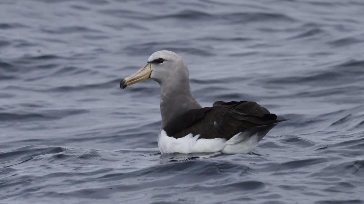 Albatros de las Chatham - ML647398956