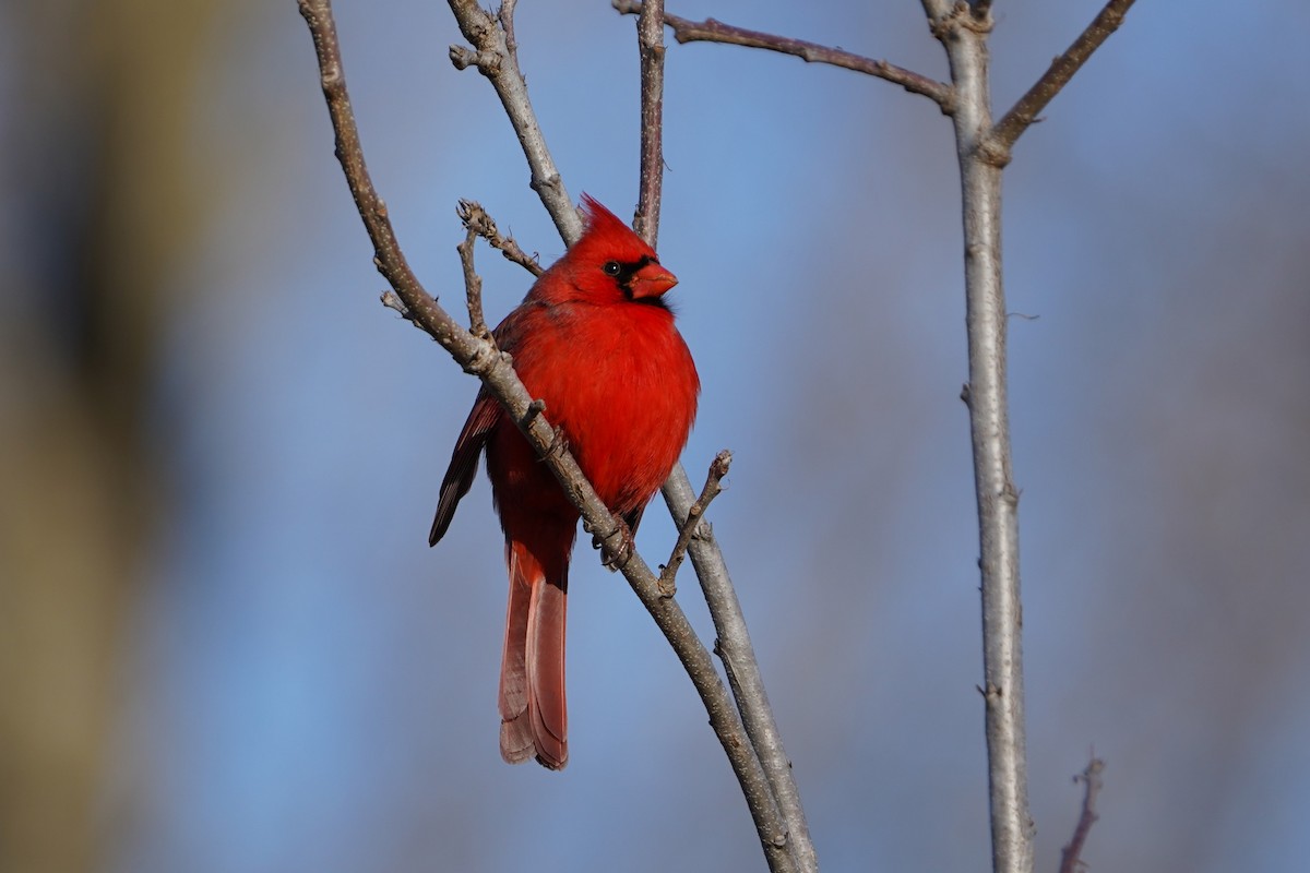 rødkardinal - ML647398957