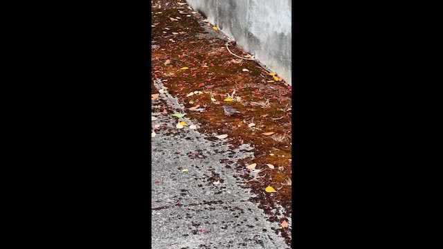 Серый юнко - ML647398958