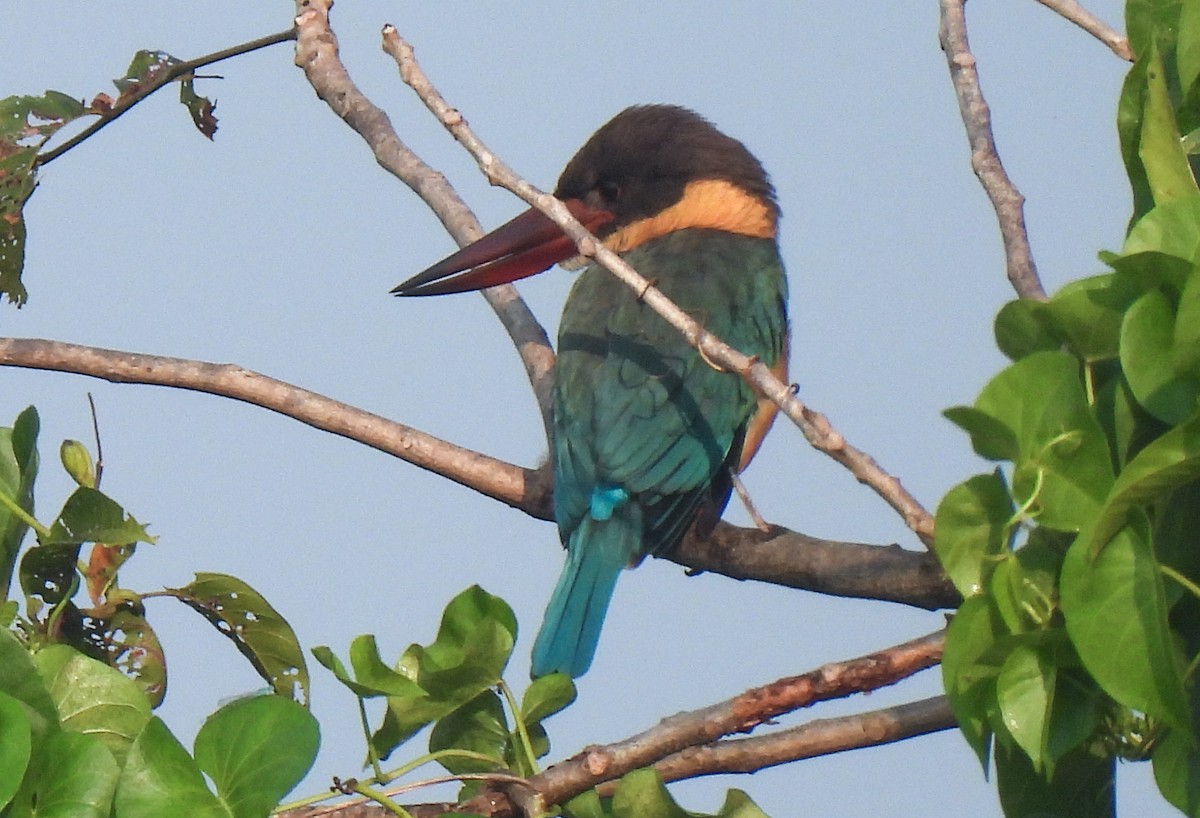 Stork-billed Kingfisher - ML647398964