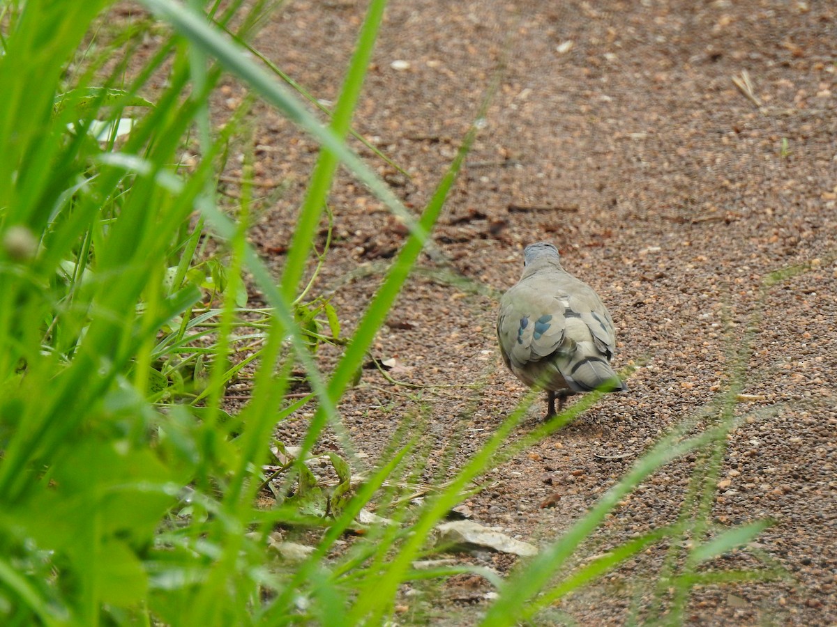 Emerald-spotted Wood-Dove - ML647398970
