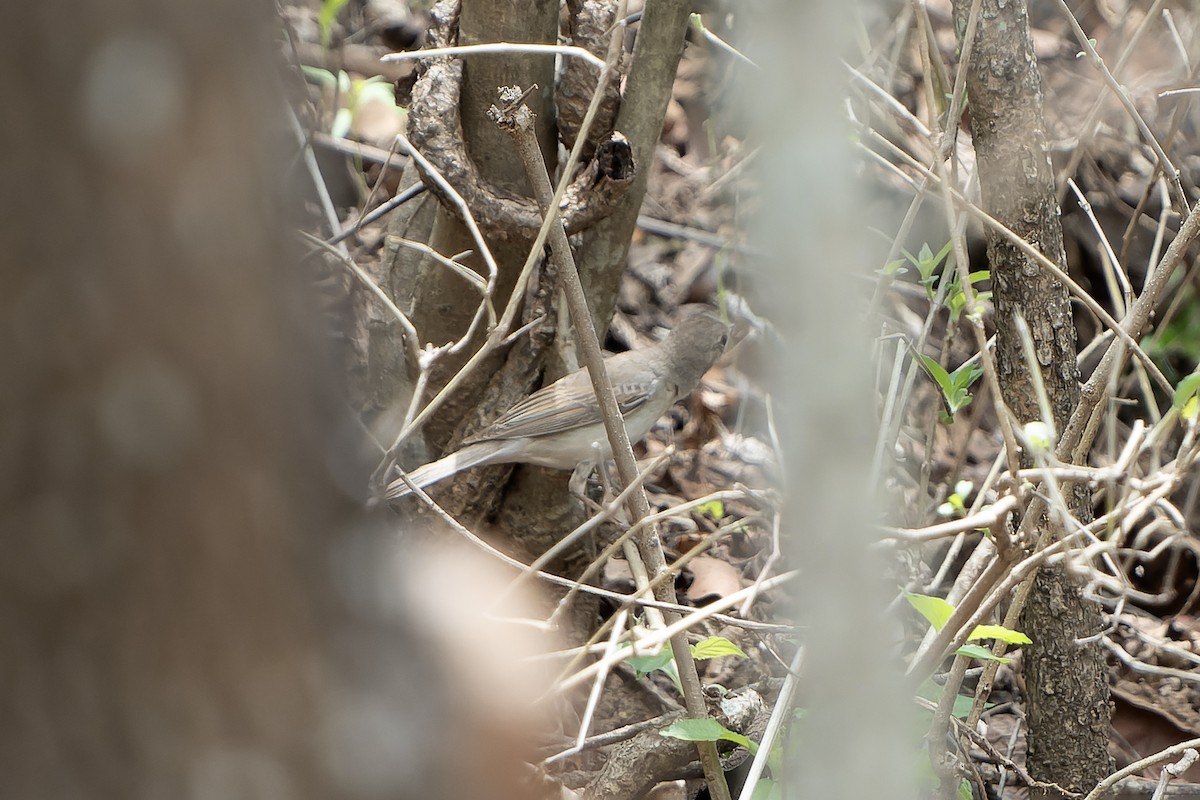 Greater Whitethroat - ML647398974